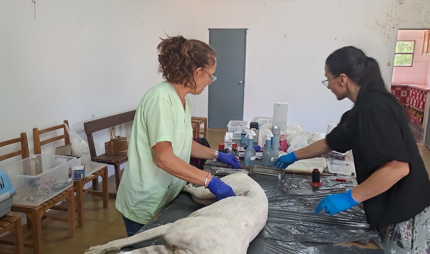 Castraciones gratuitas de canes