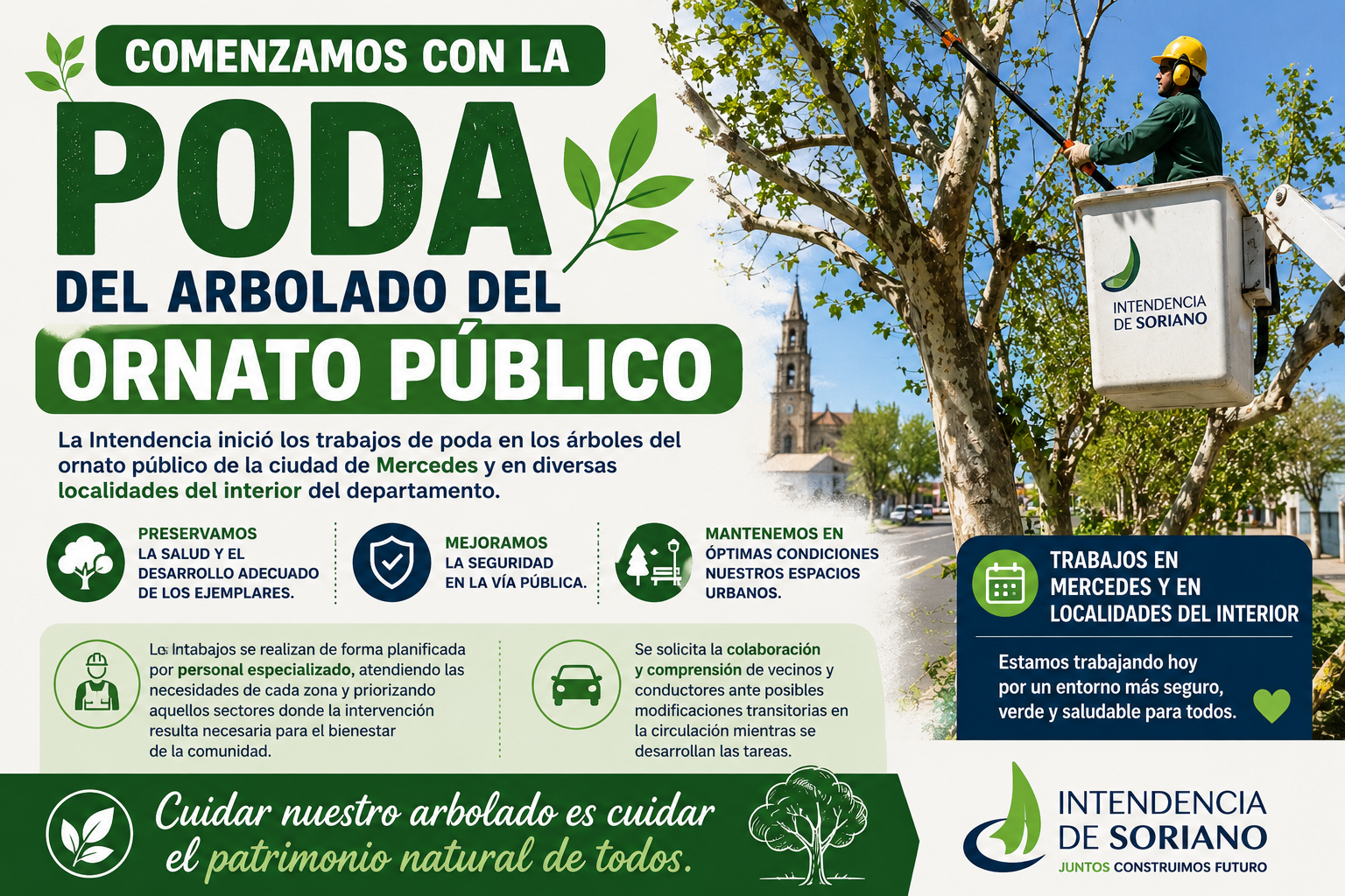 Poda en los árboles del ornato público