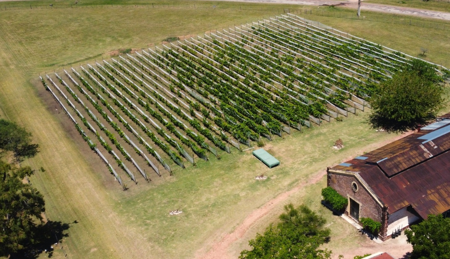 “Fortalecimiento Productivo y Plataforma Enoturística Bodega Mauá”